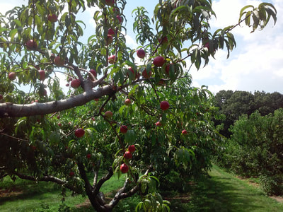 Pick-Your-Own Nectarines