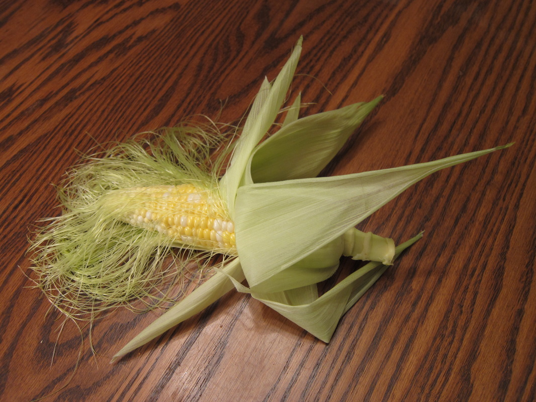 Ear of corn with silk exposed