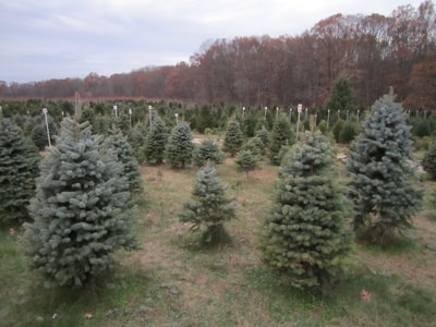 Choose 'n Cut Christmas Trees
