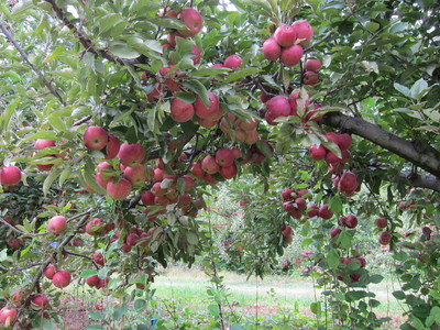 Pick-Your-Own Apples