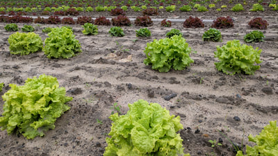 Pick-Your-Own Lettuce