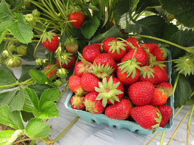 Pick-Your-Own Strawberries