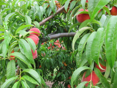 Pick-Your-Own Peaches